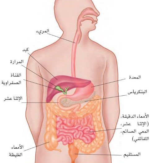 شكل الجهاز الهضمي - مما يتكون الجهاز الهضمي 2915 1