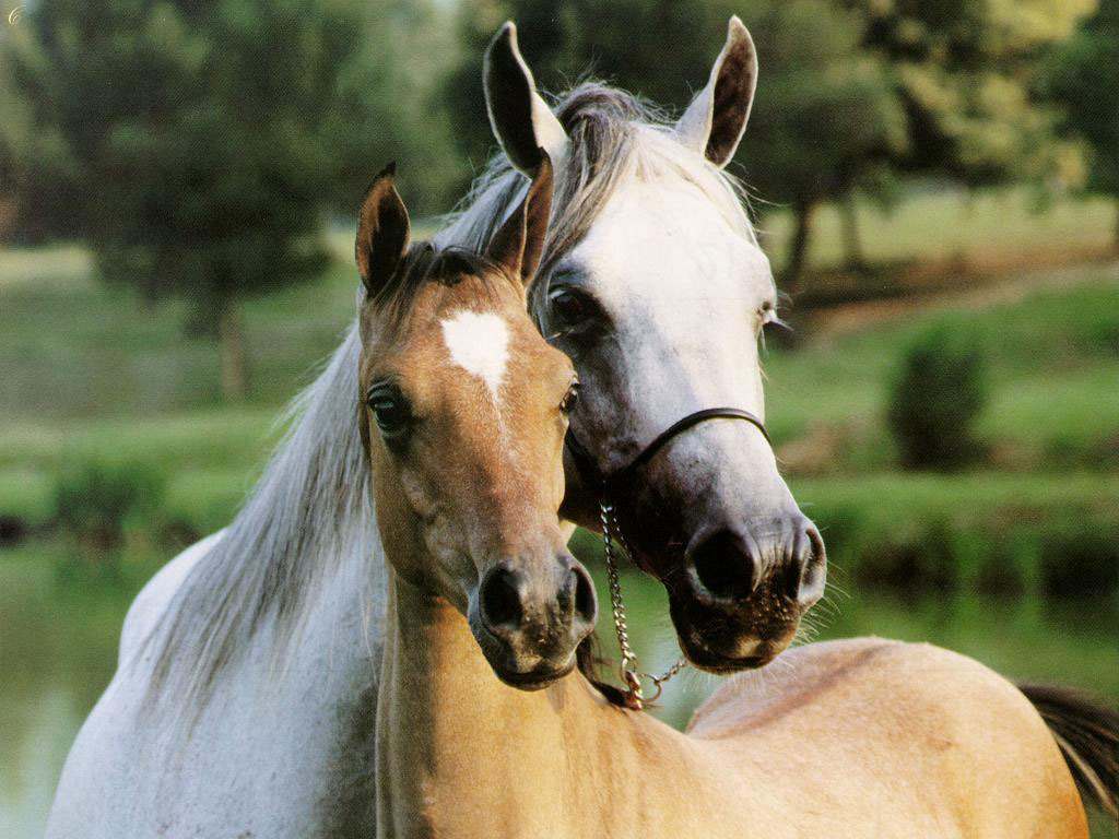 شعر عن الخيل - اروع القصايد الشعريه عن الخيل 4326 1