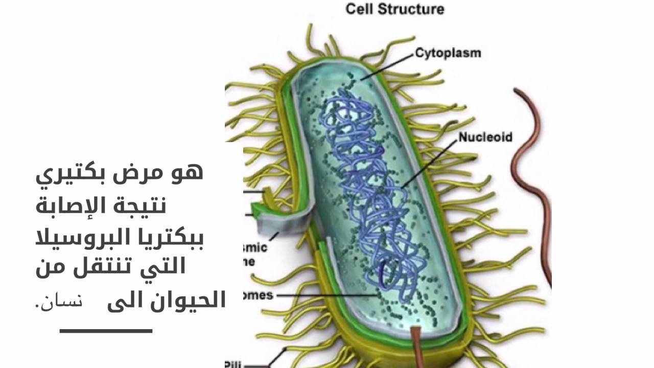 هل البروسيلا مرض خطير - من اين ياتي 5329