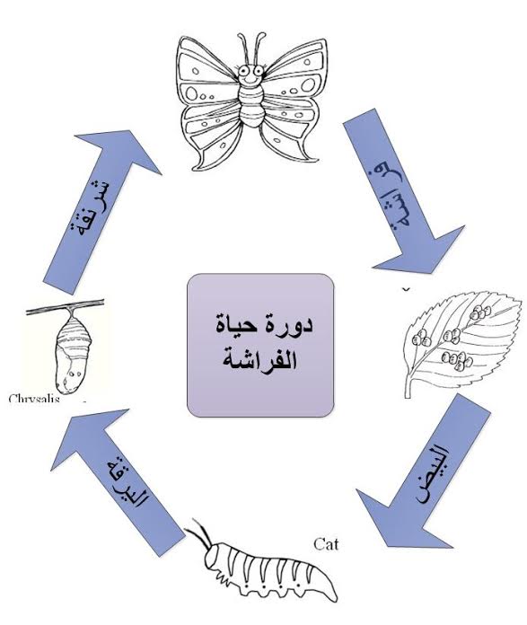 دورة حياة الفراشة بالصور - مراحل تكون الفراشه 2965