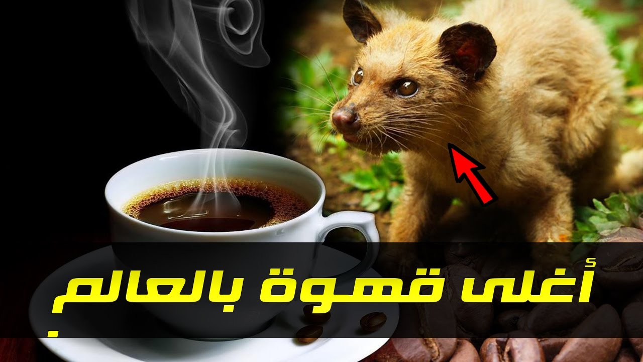 اغلى قهوة بالعالم - هيا ادمان كثير من الاشخاص 5008 3