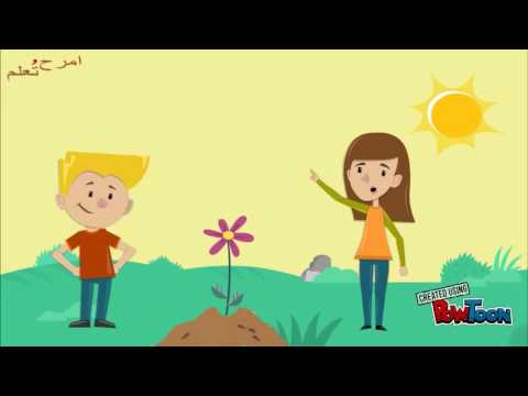 كيف ينمو النبات - ماذا يحتاج النبات لكي ينمو 0 140