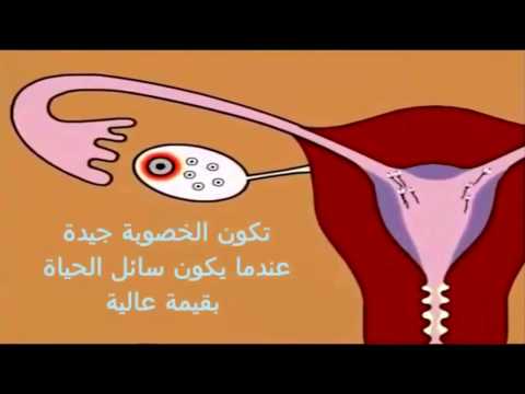 طريقة للحمل بعد الدوره , كيفيه معرفه ايام التبويض للمراه