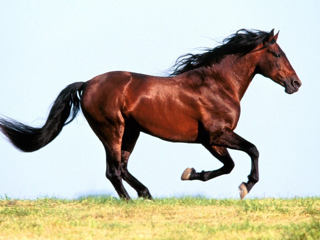 شعر عن الخيل - اروع القصايد الشعريه عن الخيل 4326 5