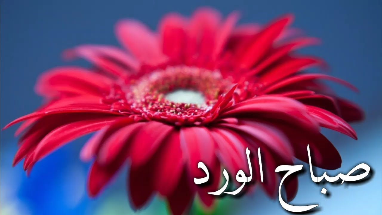 صباح الخير شعر بدوي , اشعار في جمال الصباح