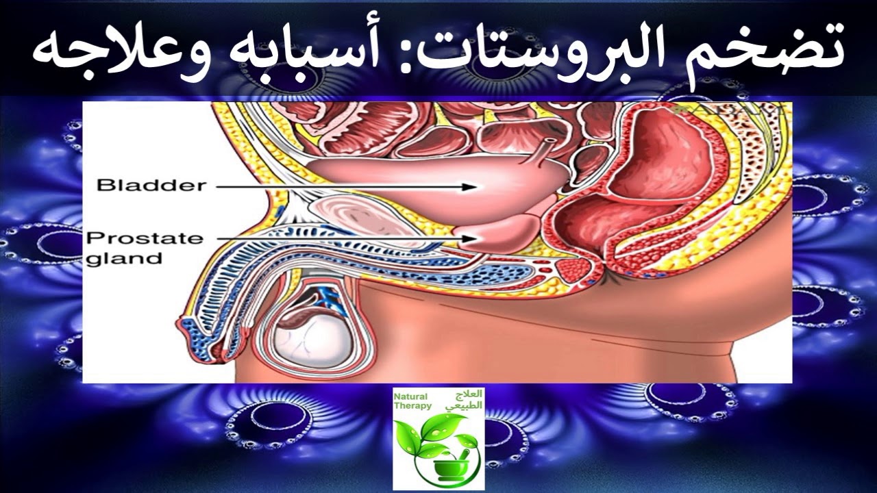 حجم البروستاتا الطبيعى - البروستاتا الطبيعيه ووظيفتها 4526 2