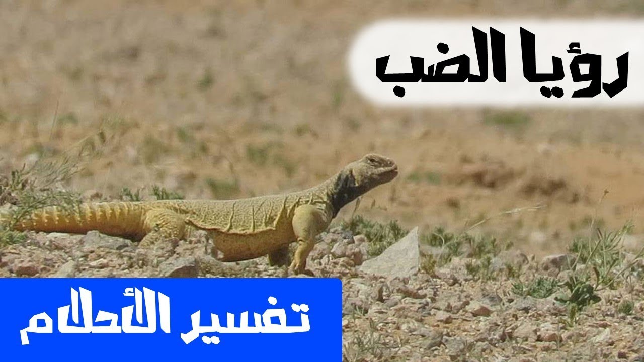 تفسير حلم الضب , الضب ورؤيته وتفسيرة فى المنام