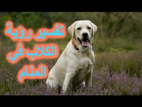 رؤية كلاب في المنام - تفسير حلم الكلب في المنام 3775