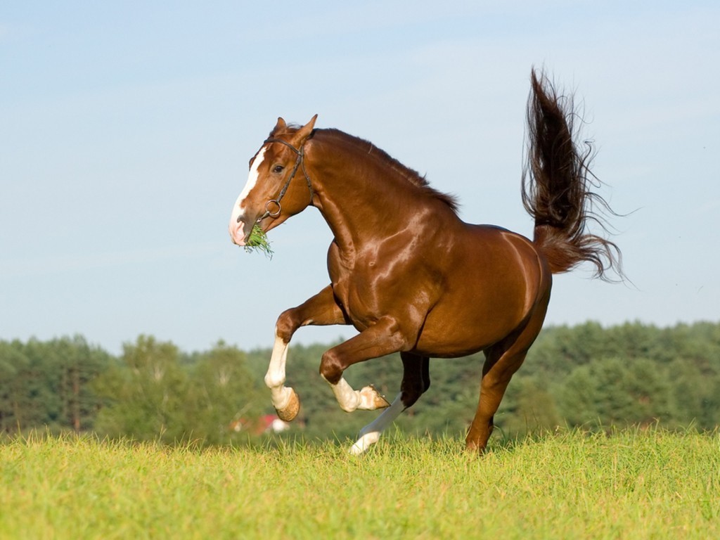 اجمل خيل في العالم - صور اجمل خيل عربي في العالم 4249 5