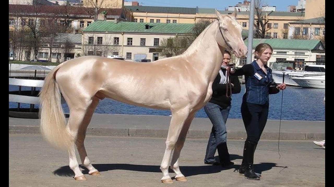 اجمل خيل في العالم - صور اجمل خيل عربي في العالم 4249