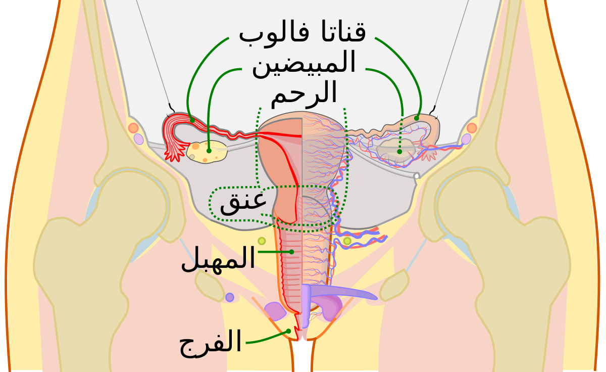 شكل عنق الرحم قبل الدورة - هل يتغير شكل عنق الرحم قبل الدوره 4383