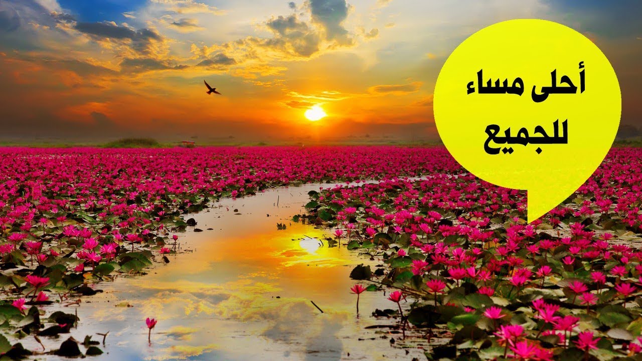 صور عليها مساء الخير - مساء الخير بشكل روش 5473 4