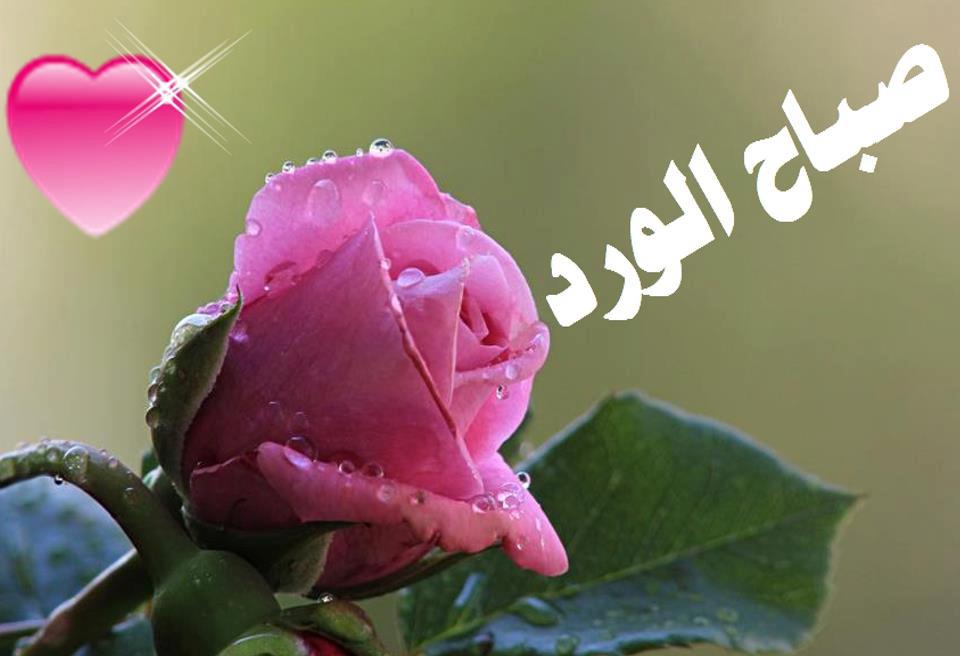 صور صباح الخير يا حبيبي - اجمل عبارات صباح 5265 9