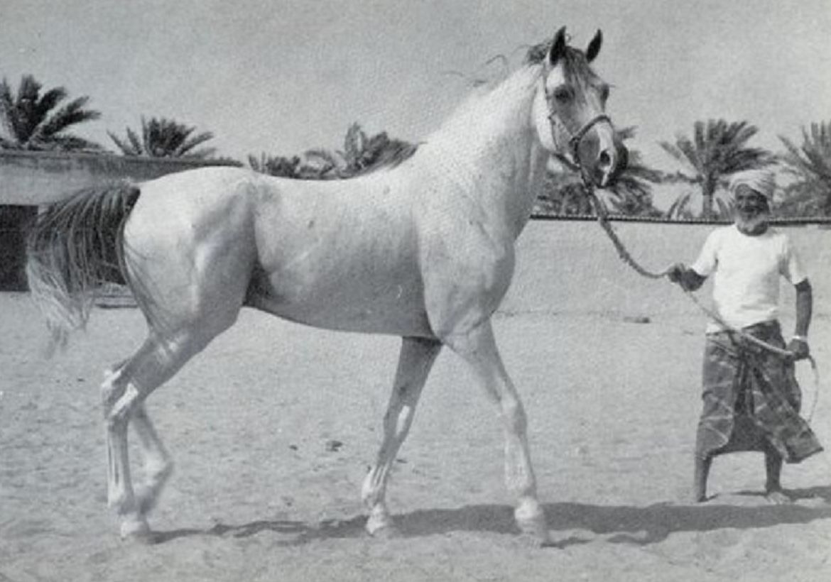 شعر عن الخيل - اروع القصايد الشعريه عن الخيل 4326 2