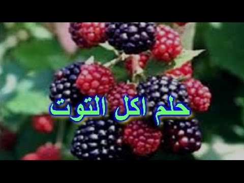 التوت البري في المنام - راى اشهر مفسرين الاحلام عن رؤية التوت فى المنام 2458 1