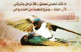 صور طيور حزينه 2111 4