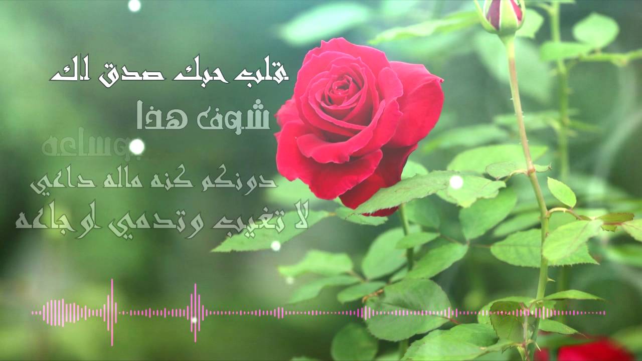 صور ورد مكتوب عليها اشعار - الورد وتاثيرة مع صورة 5693 5