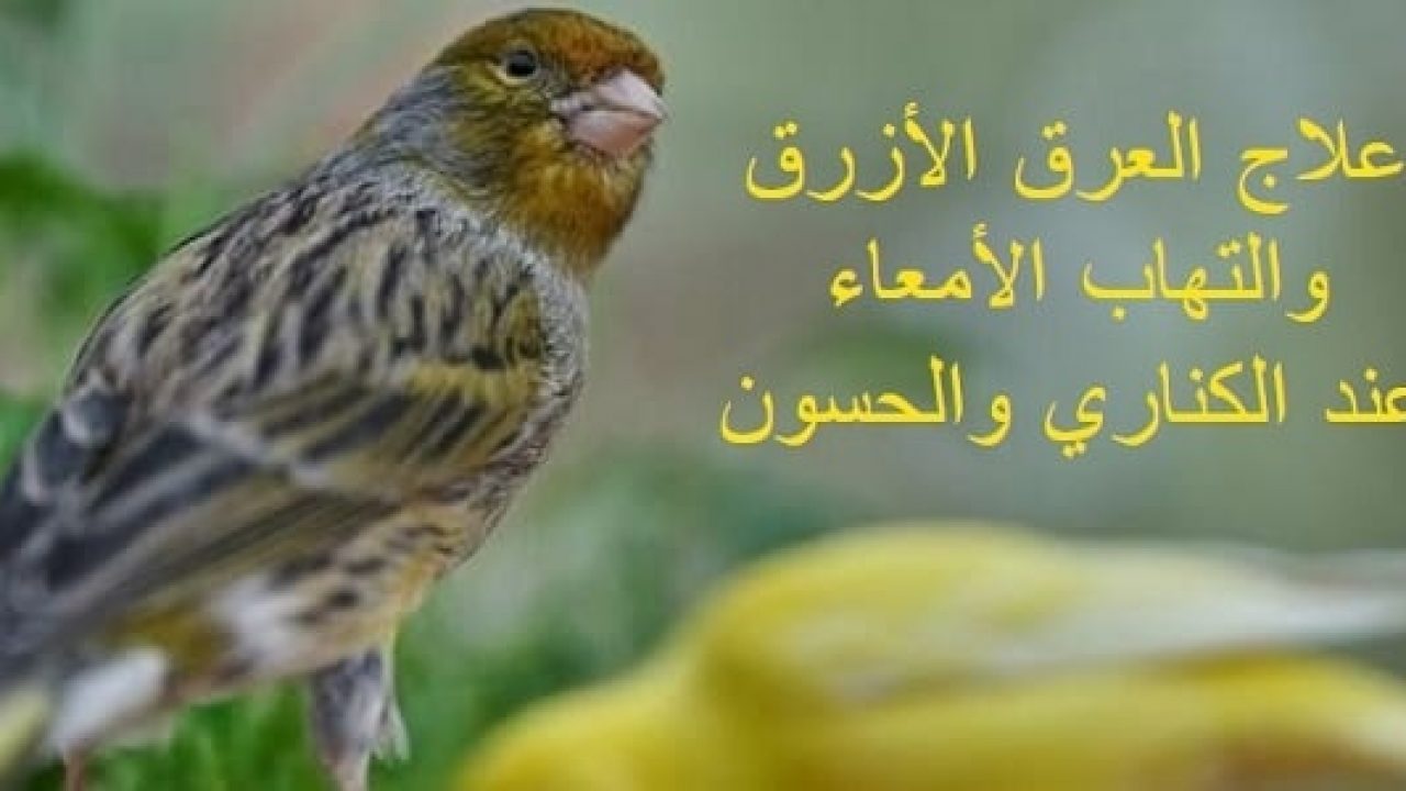 امراض الكناري وعلاجها بالصور - ايه جمالهم ده 5001 2