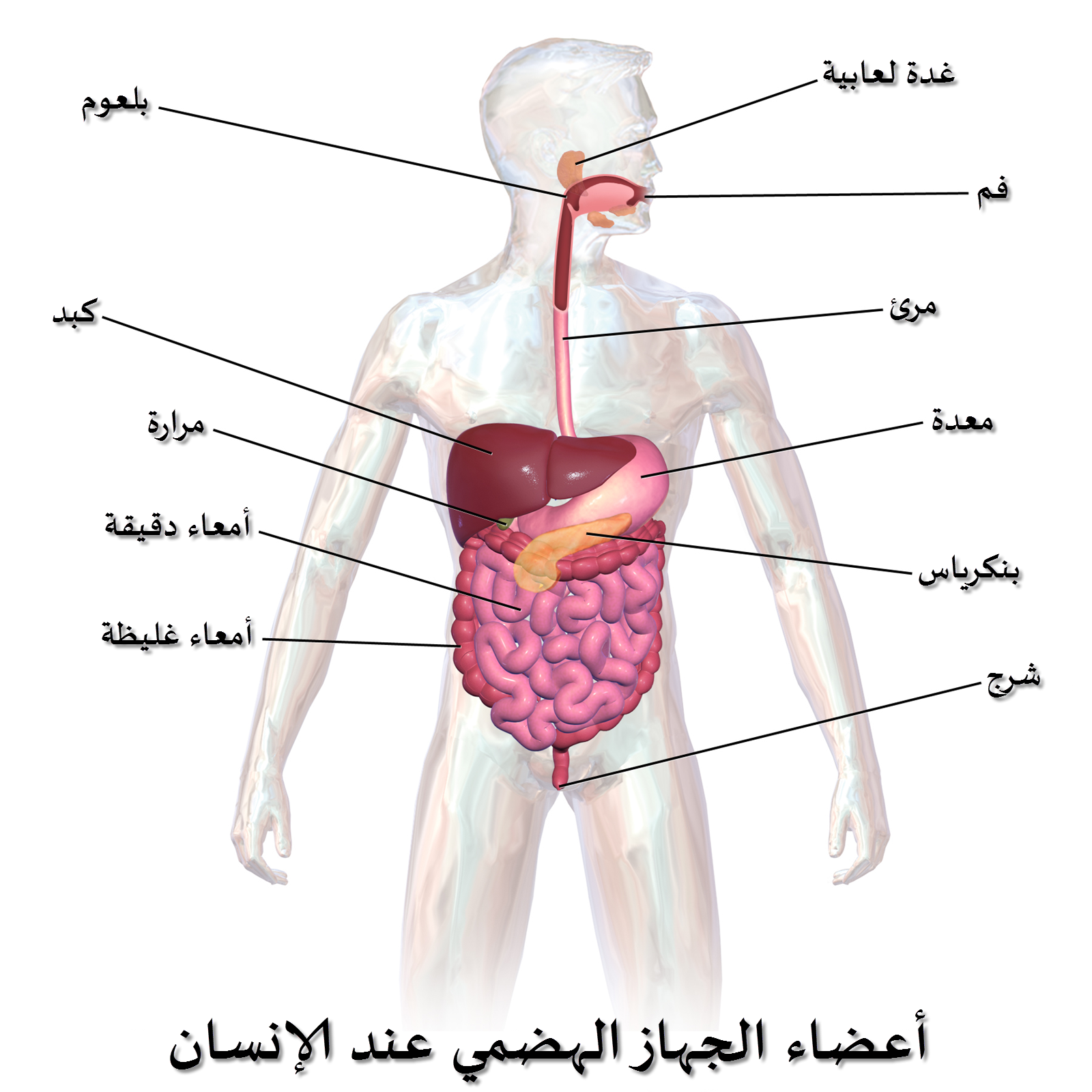 شكل الجهاز الهضمي - مما يتكون الجهاز الهضمي 2915