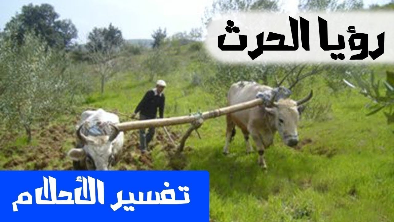 الحرث في المنام،معني الحرث في الحلم 3272 3