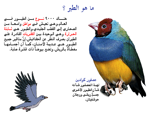 معلومات عن الطيور - اجمل شكل مميز جدا 4991