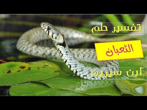 تفسير حلم الثعبان الاخضر الطويل - معني الثعبان الاخضر في الحلم 4272 2