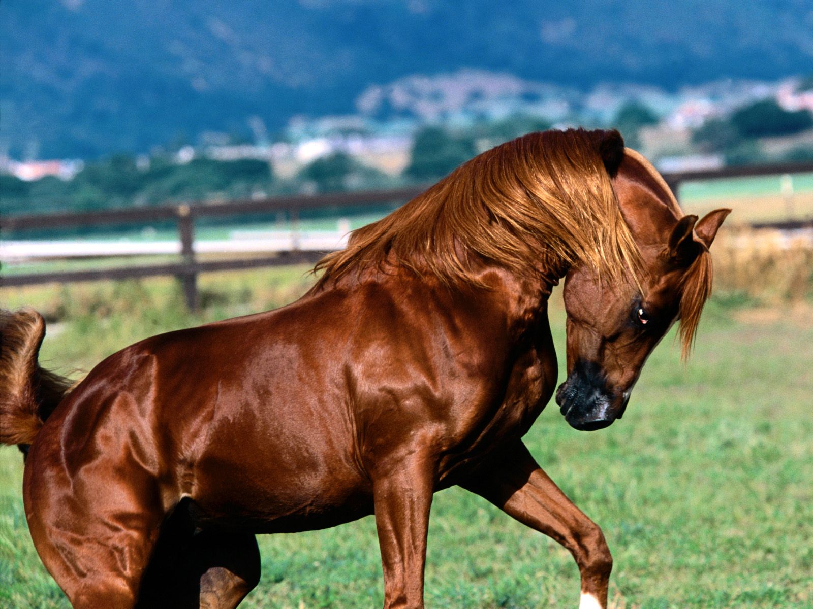 اجمل خيل في العالم - صور اجمل خيل عربي في العالم 4249 6