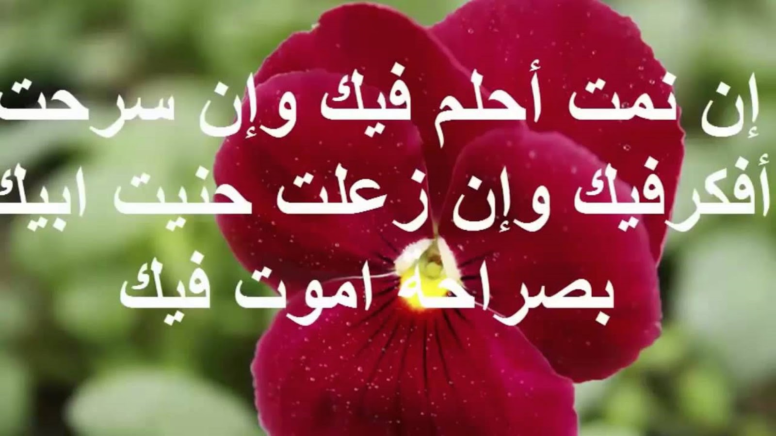 رسائل الحب قصيرة - اقصر رسائل صباحيه محبه 5753 3