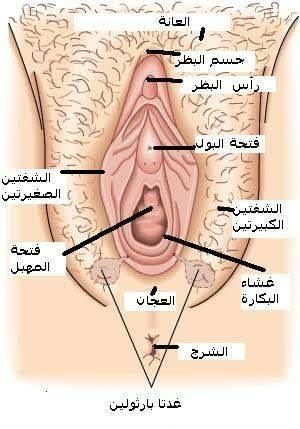 عملية ترقيع البكارة - هل يجوز ترقيع عشاء البكاره 2670