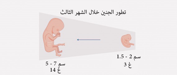 الحمل بالشهر الثالث - نصائح هامة للحامل فى الشهر الثالث 2295