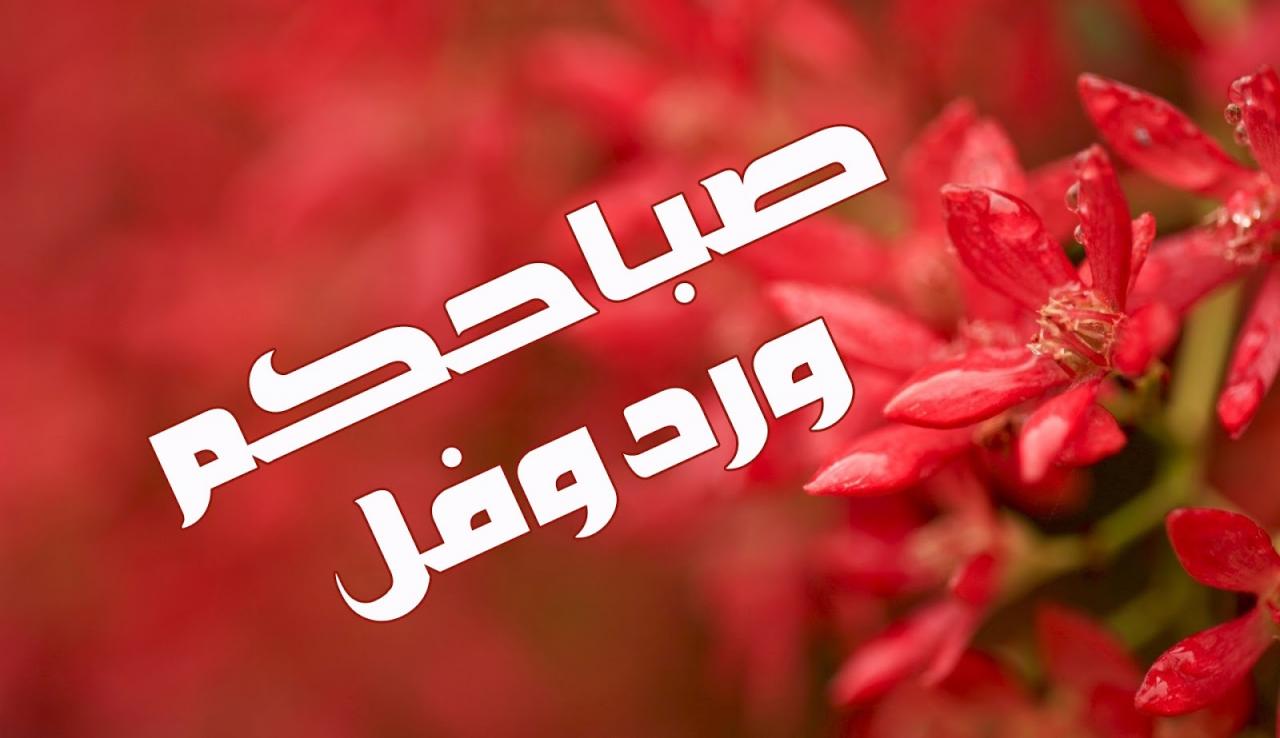 صباح الخير ياورد - خير الصباح مع الورود 5740 12