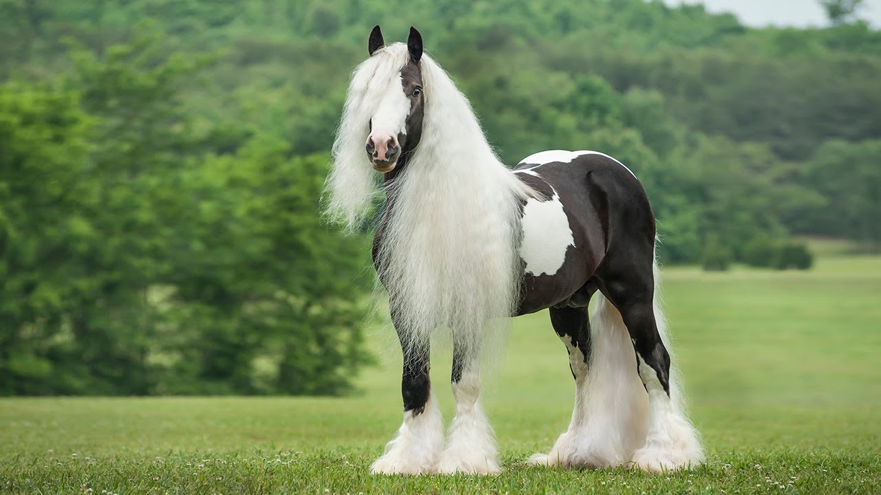 اجمل خيل في العالم - صور اجمل خيل عربي في العالم 4249 1