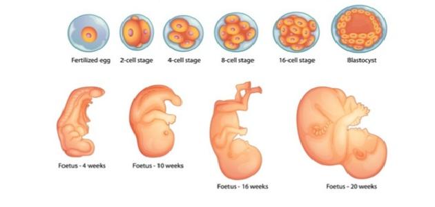 شكل الجنين في الاسبوع السادس - اهم علامات الاسبوع السادس من الحمل 1330