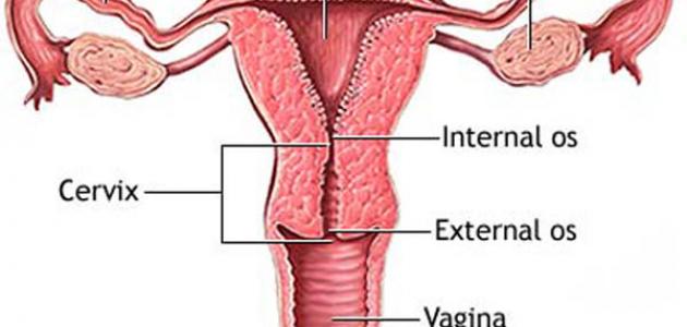 اعراض قرحة عنق الرحم - اسباب و اعراض قرحه المهبل 4044 1