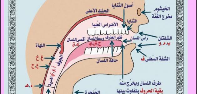 صفات الحروف ومخارجها - طرق تعلم صفات الحروف 2648 2