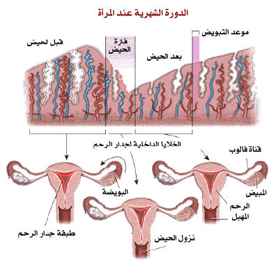 صور نزول الدوره - اسباب و اعراض الدوره الشهريه 4108 1