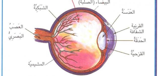 بحث عن العين , اهمية ومكونات العين