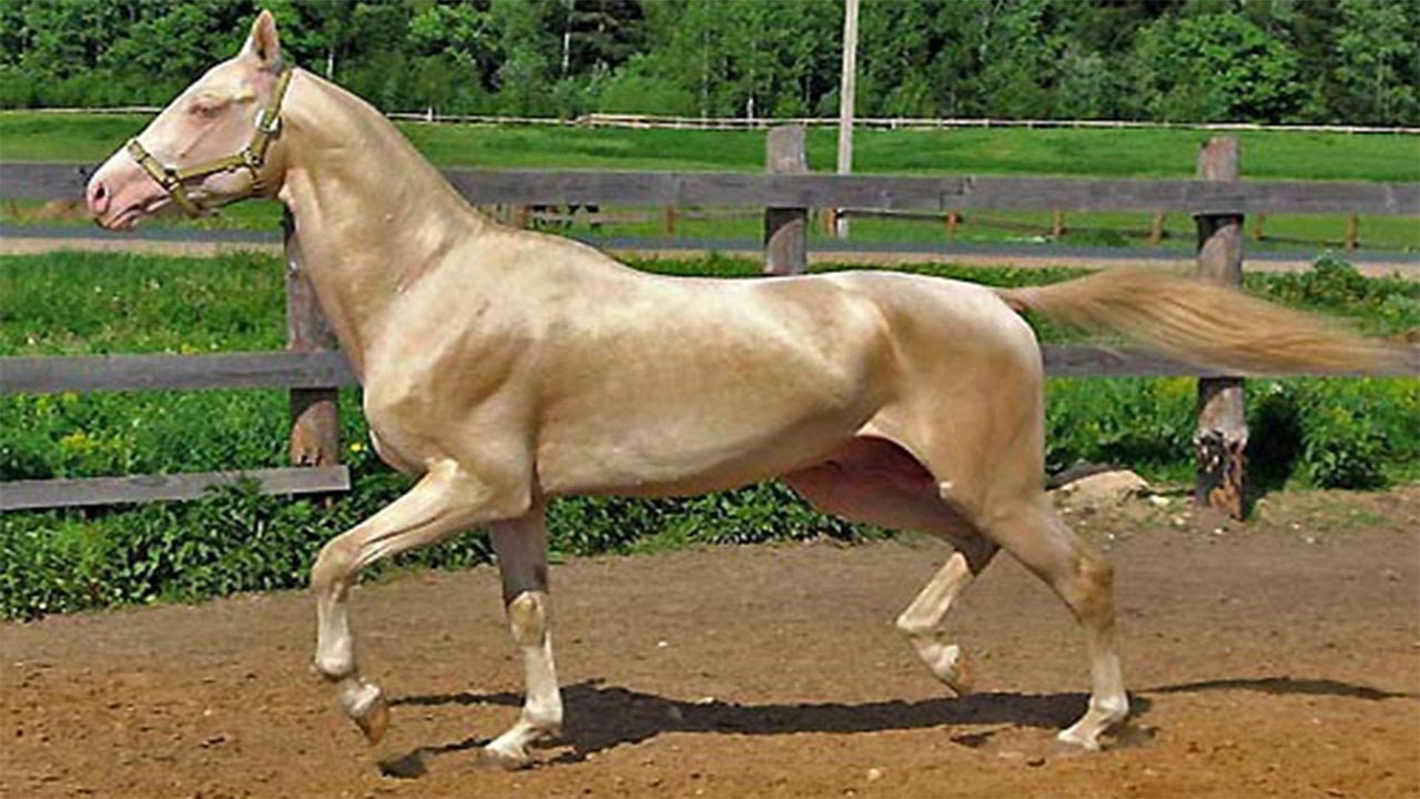 اجمل خيل في العالم - صور اجمل خيل عربي في العالم 4249 2