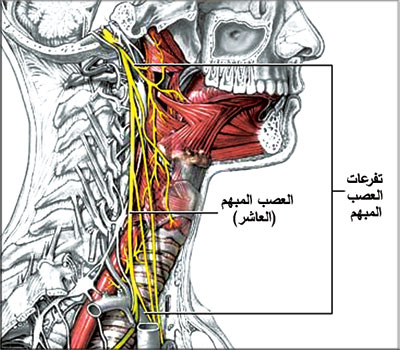 علاج العصب الحائر - ماهو العصب الحائر و اسباب التهابه و طرق علاجه 3821 2