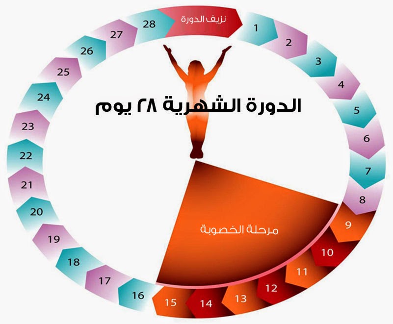 كيف احسب الدورة الشهرية القادمة - حساب موعد الدوره الشهريه 3990