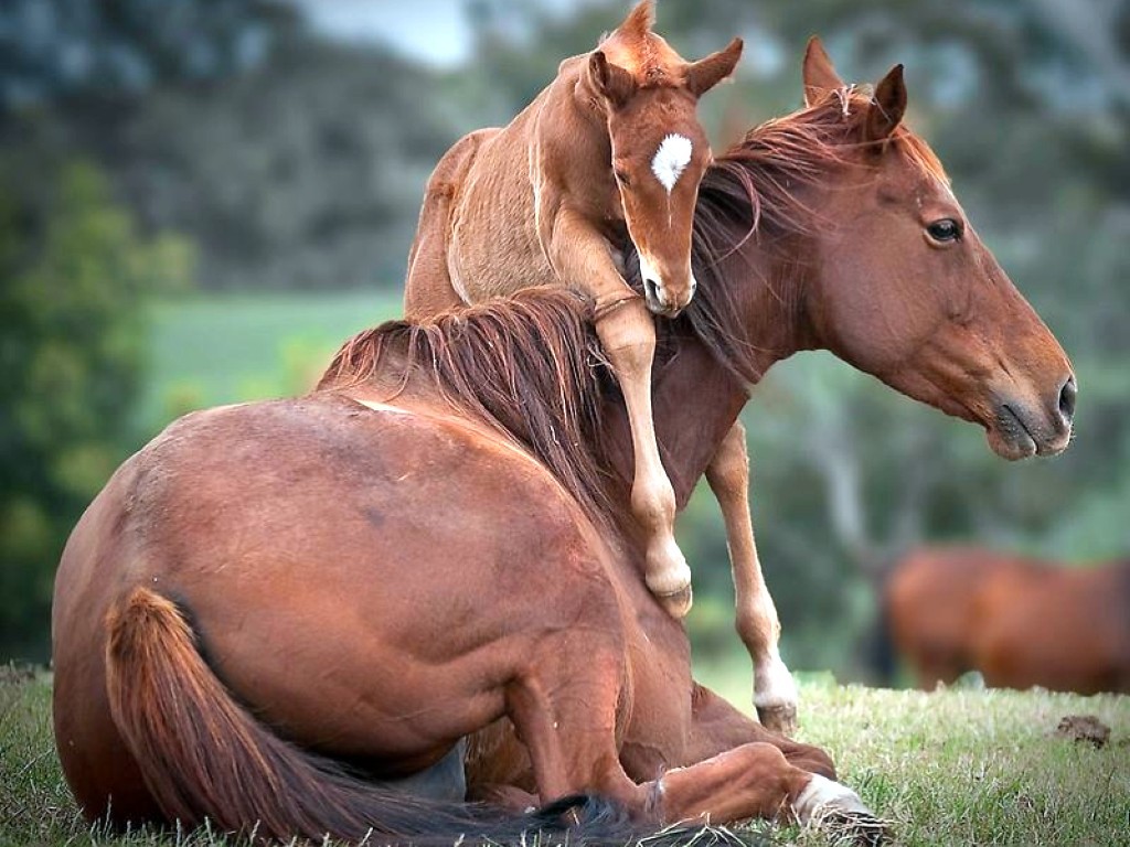 اجمل خيل في العالم - صور اجمل خيل عربي في العالم 4249 10