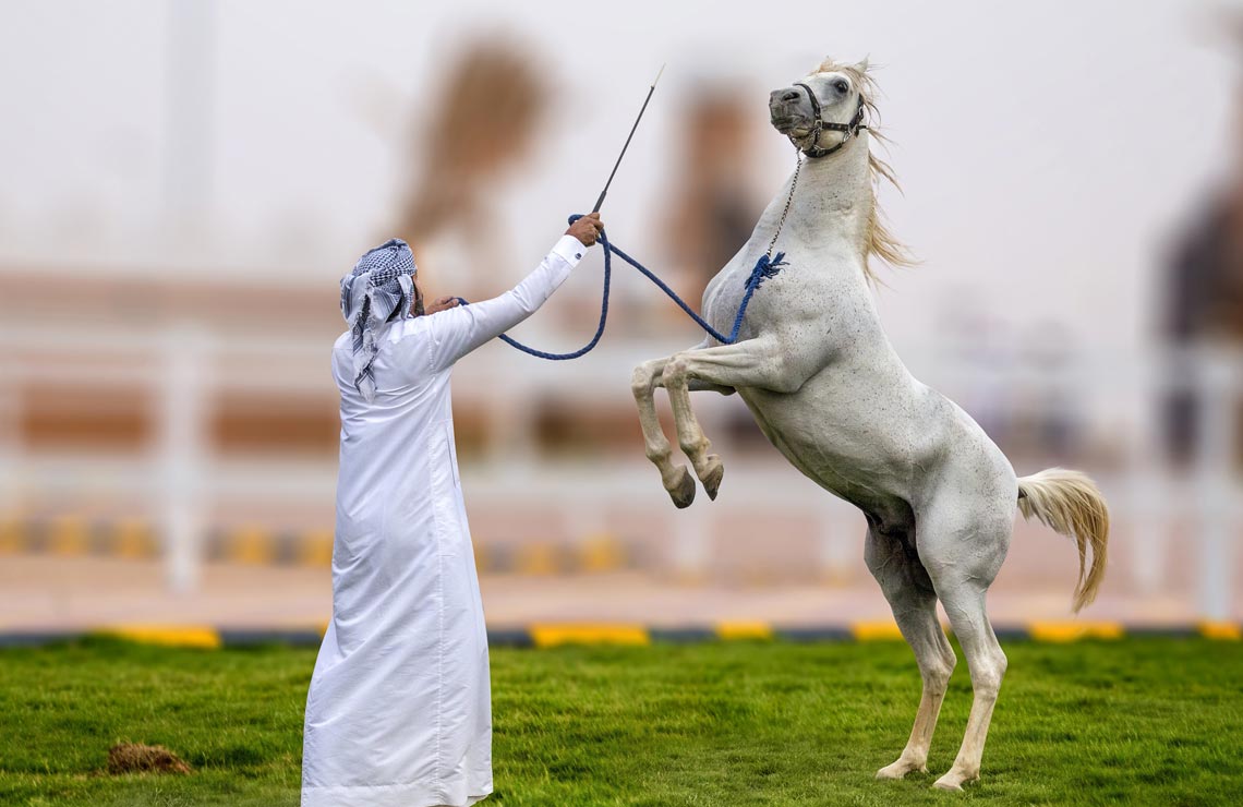 شعر عن الخيل - اروع القصايد الشعريه عن الخيل 4326 7