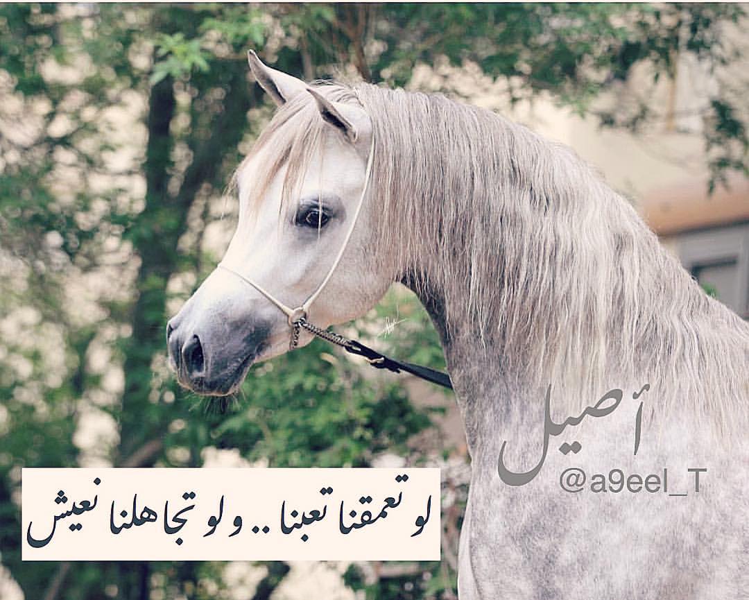 شعر عن الخيل - اروع القصايد الشعريه عن الخيل 4326 6