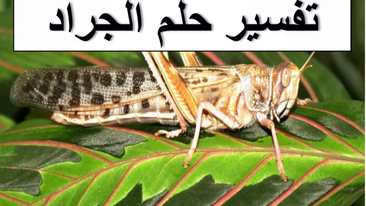 الجراد في المنام , تفسير حلم رؤيه الجراد