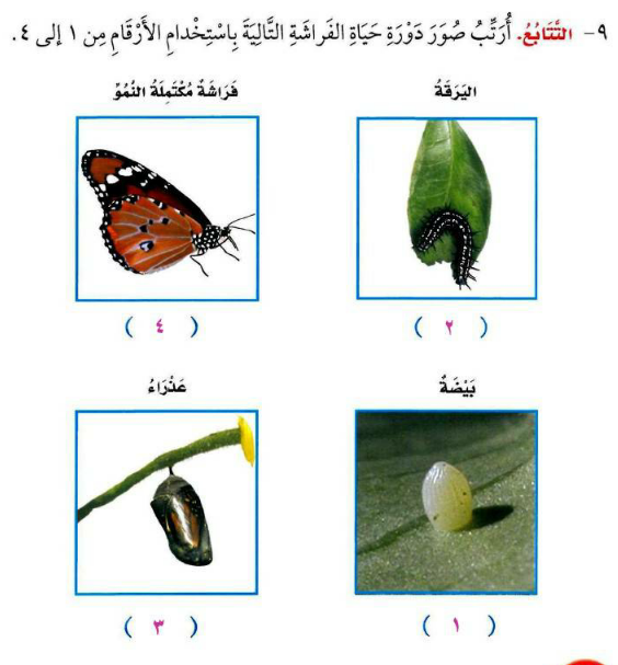 دورة حياة الفراشة بالصور - مراحل تكون الفراشه 2965