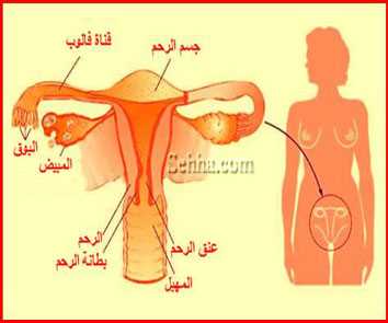 الدورة الشهرية الطمث - اسباب نزول دم الحيض 3890