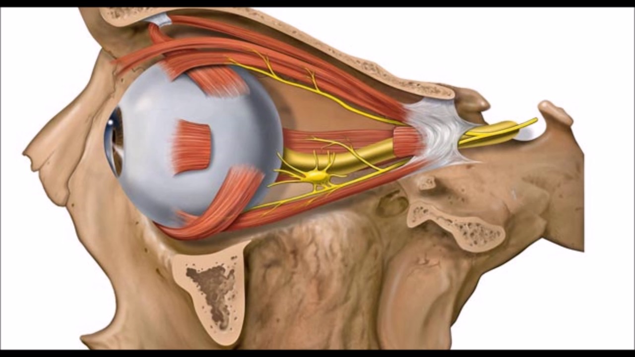اقسام العين ووظائفها , شرح مكونات العين الداخليه والخارجيه - شوق وغزل