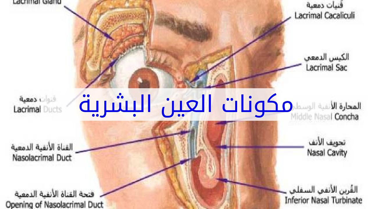 اقسام العين ووظائفها , شرح مكونات العين الداخليه والخارجيه