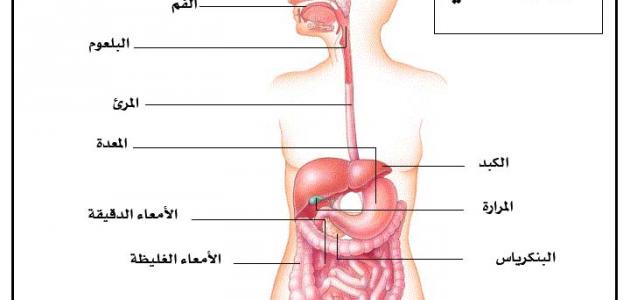 شكل الجهاز الهضمي , مما يتكون الجهاز الهضمي